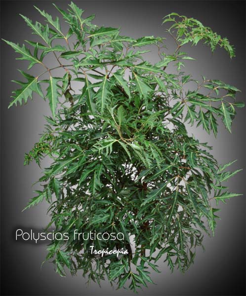 Aralia - Polyscias fruticosa - Ming Aralia, Parsley panax